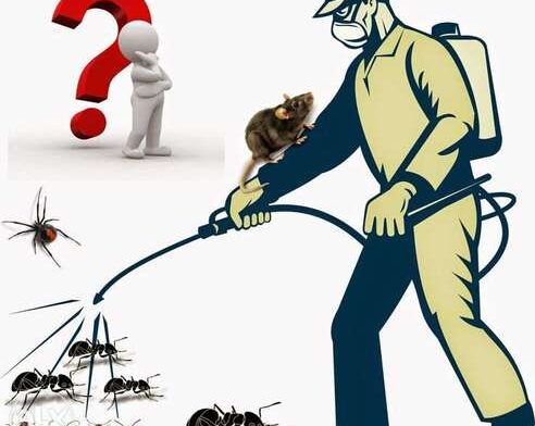 كيفية التخلص من الحشرات الزاحفة في المنزل